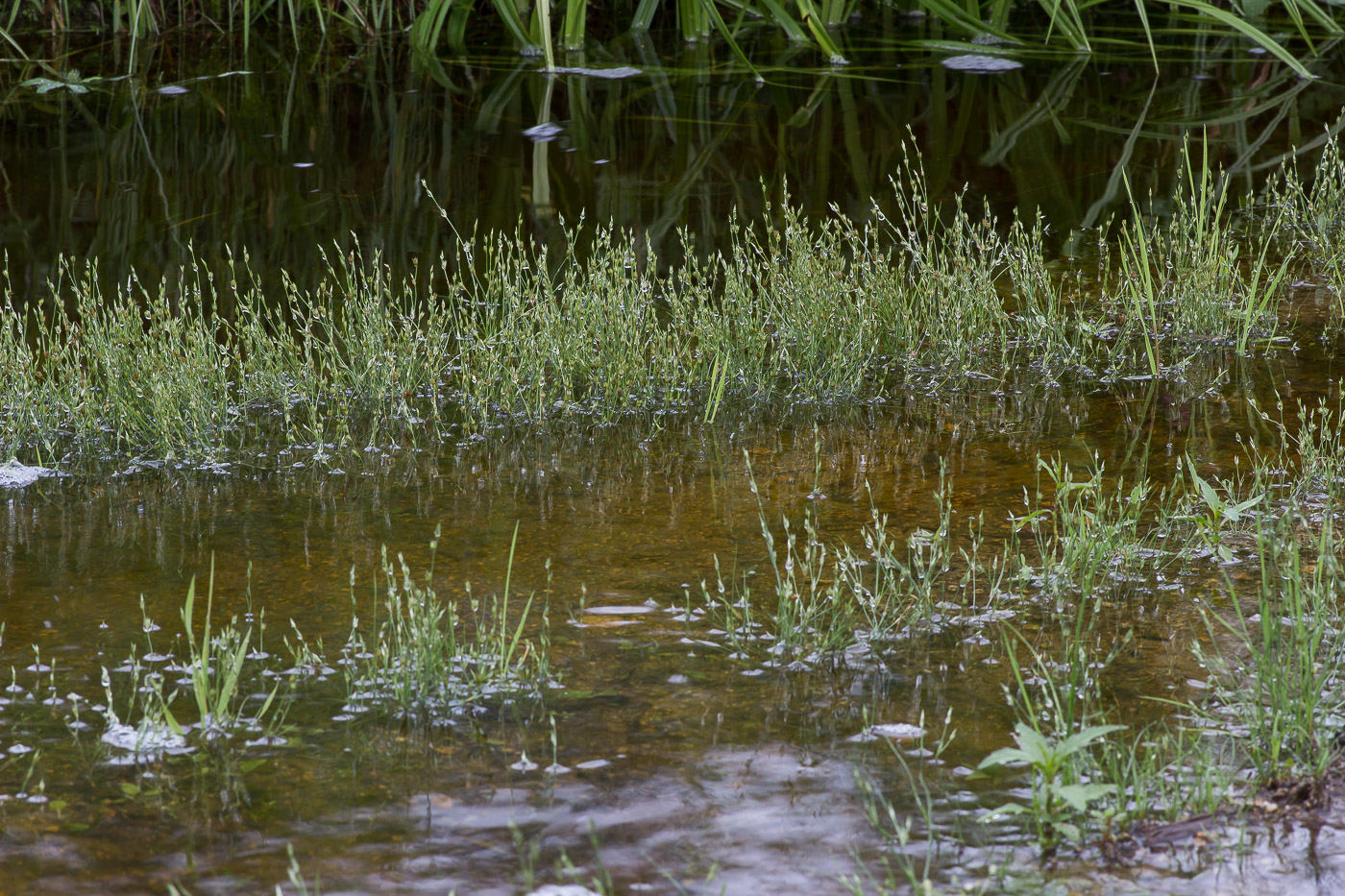 Изображение особи Juncus bufonius.