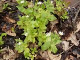 Myosoton aquaticum