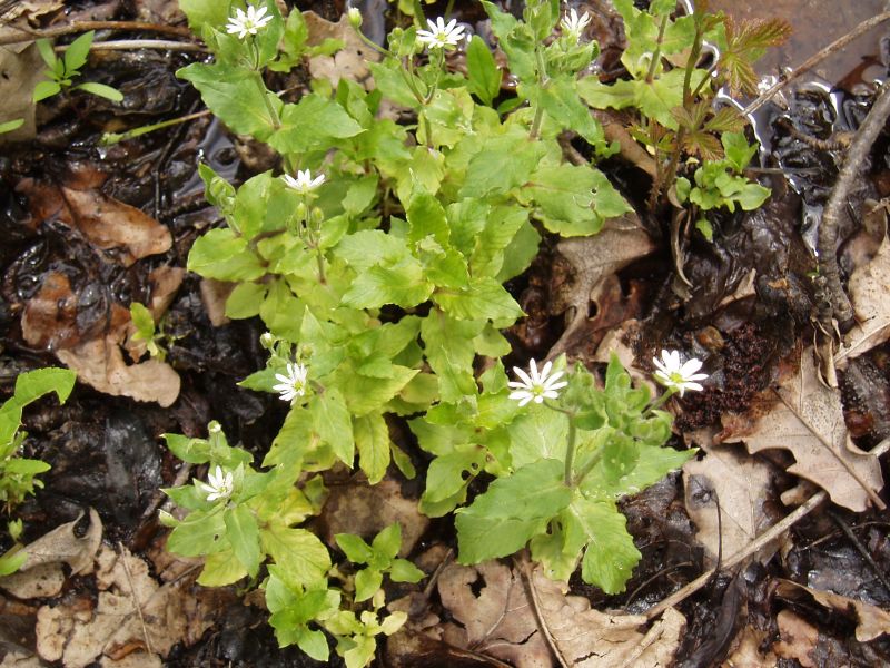 Изображение особи Myosoton aquaticum.