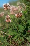 Trifolium repens. Верхушки побегов с соцветиями и листья. Башкирия, окр. г. Стерлитамак, овражистый луг. 22.06.2018.