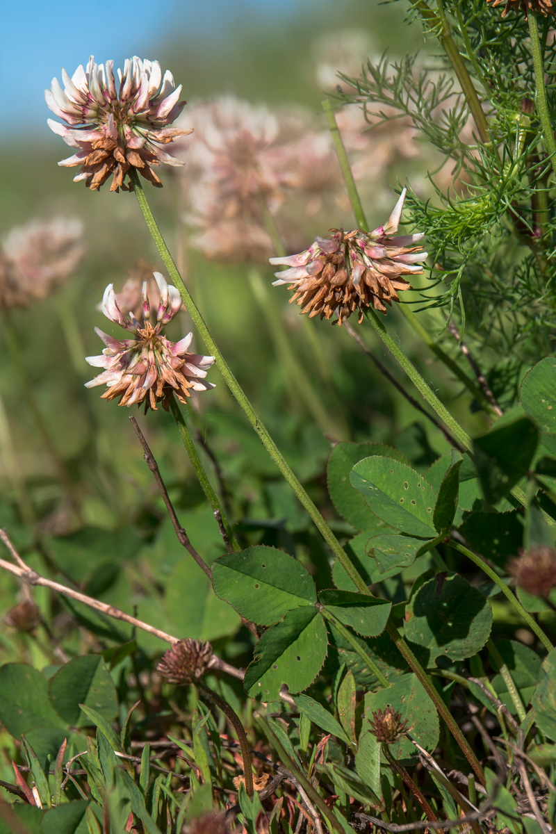 Изображение особи Trifolium repens.