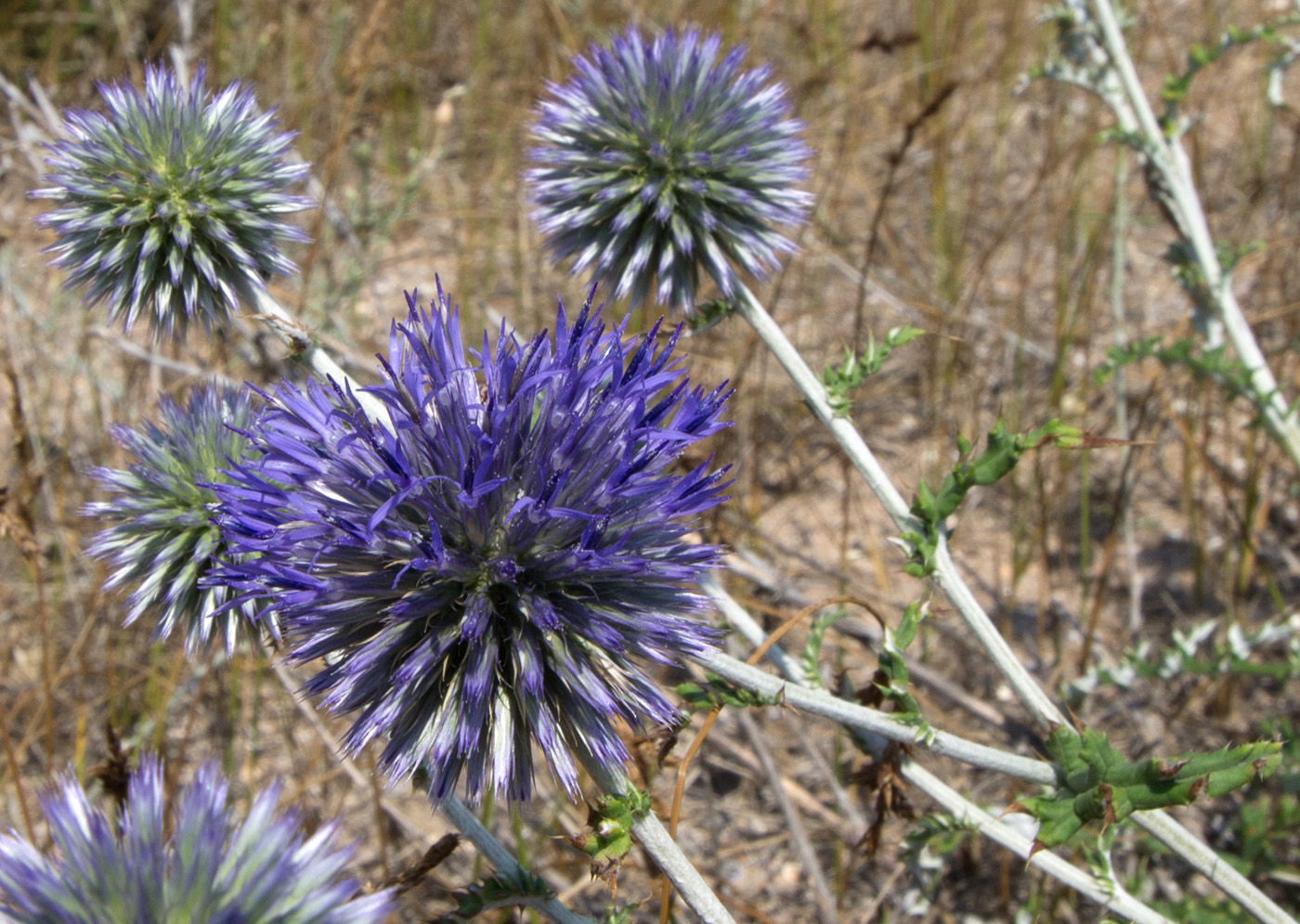 Изображение особи Echinops biebersteinii.