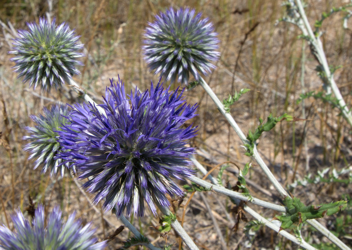 Изображение особи Echinops ruthenicus.