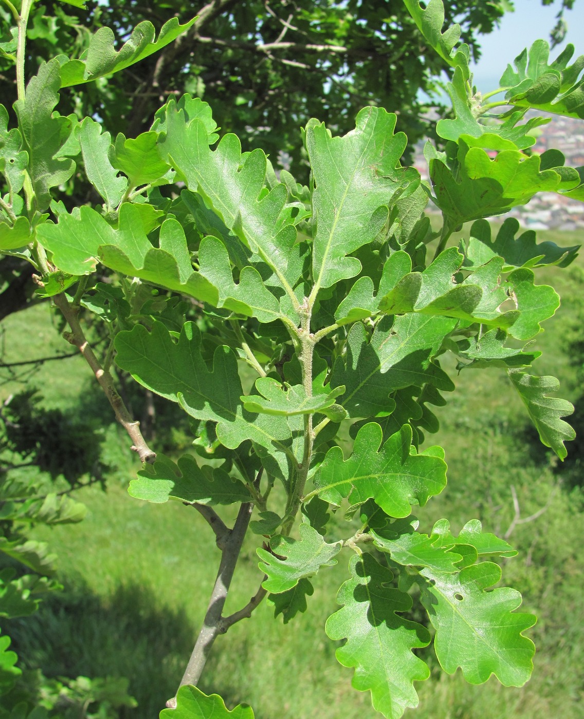 Изображение особи Quercus pubescens.