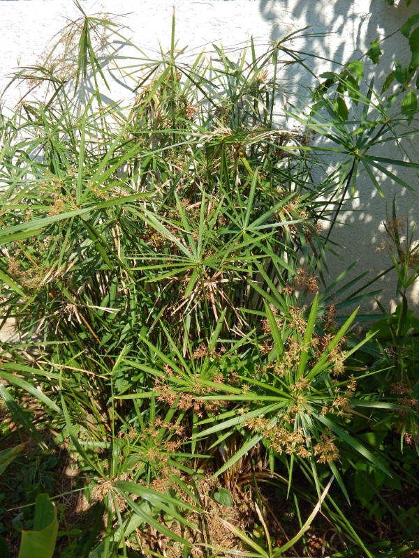 Image of Cyperus alternifolius specimen.