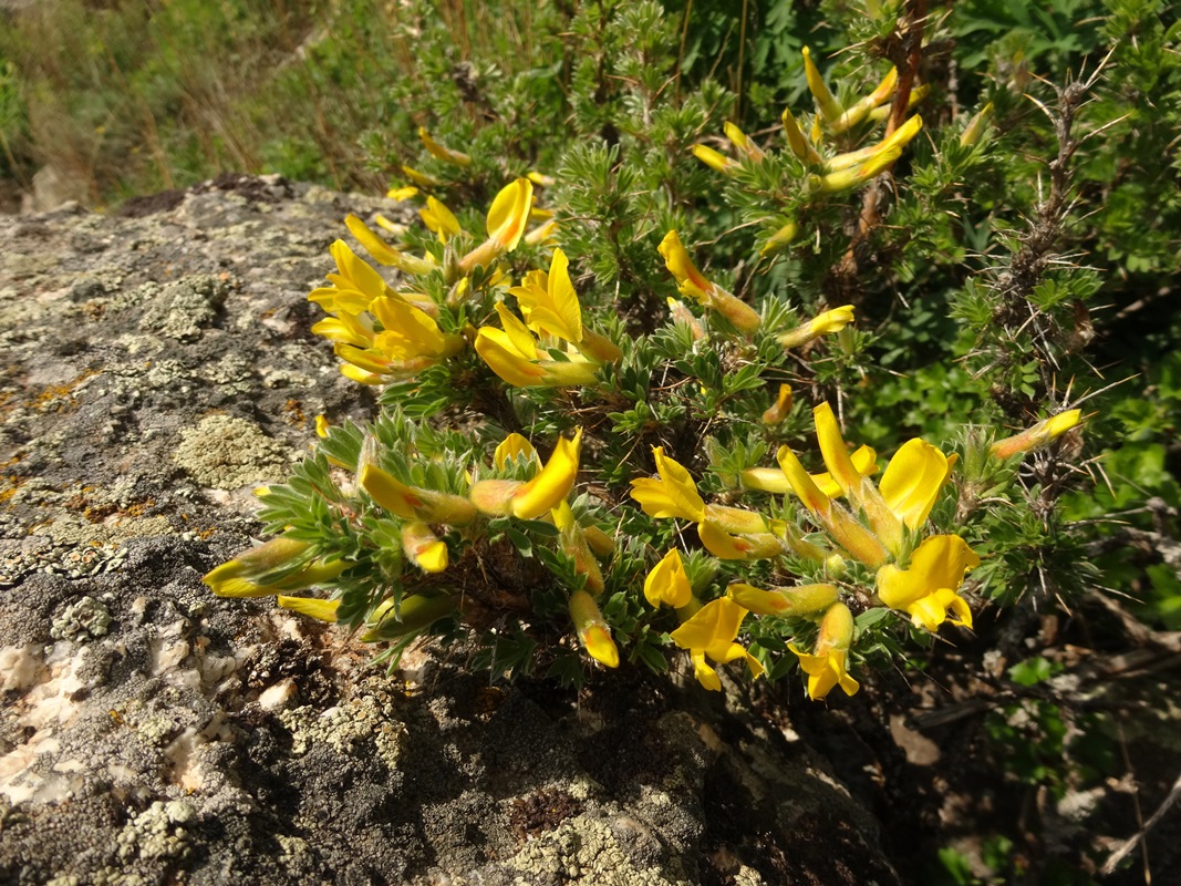 Image of Caragana bongardiana specimen.