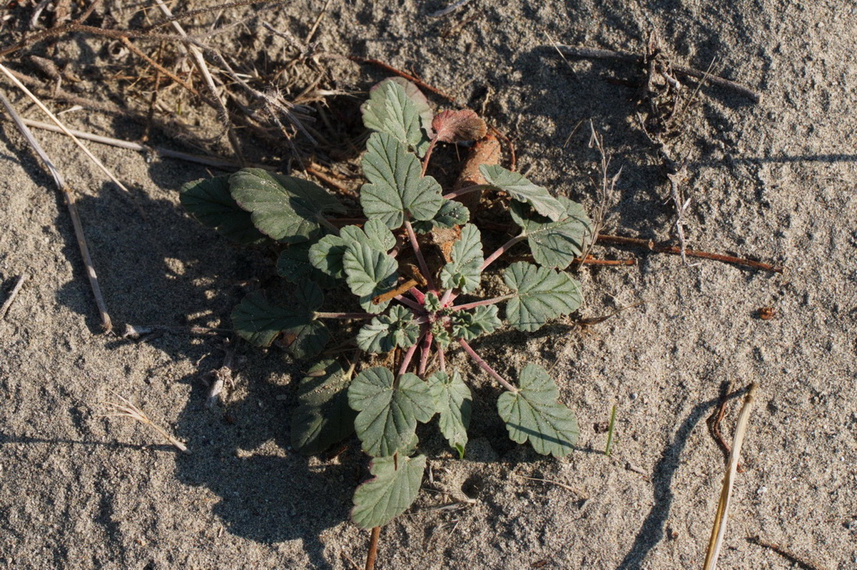 Image of Erodium oxyrhynchum specimen.