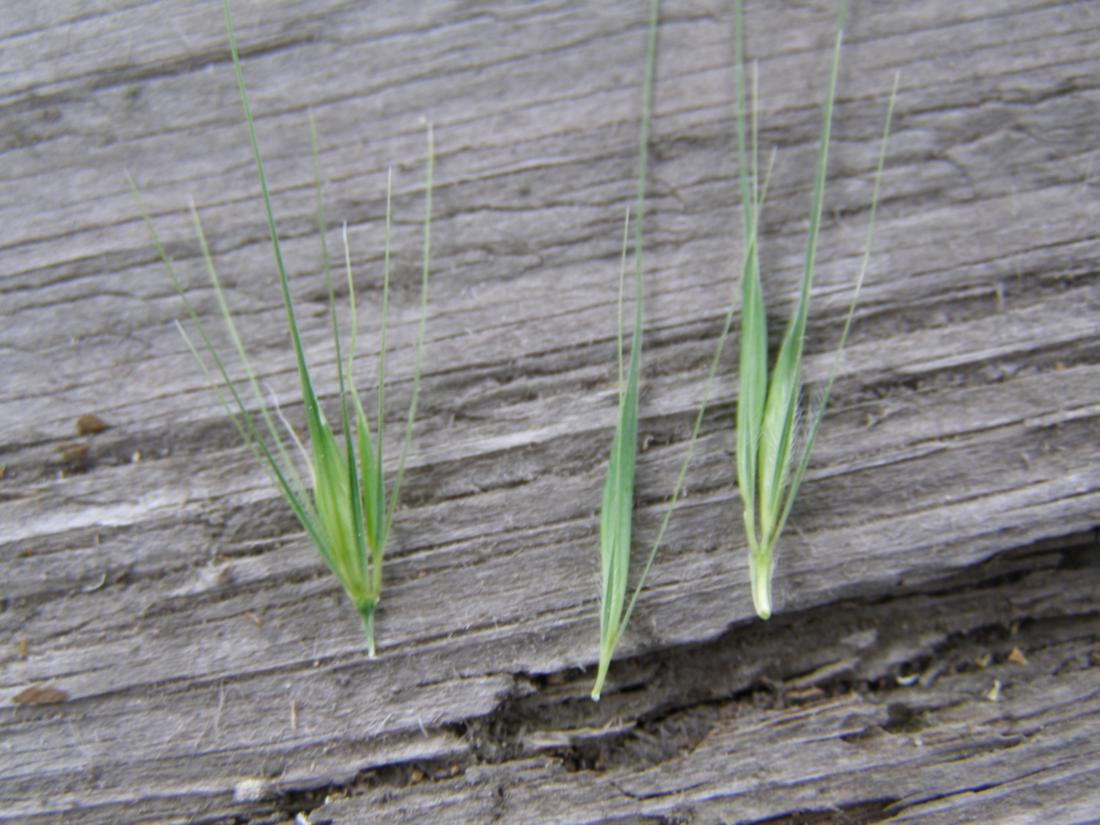 Изображение особи Hordeum murinum.