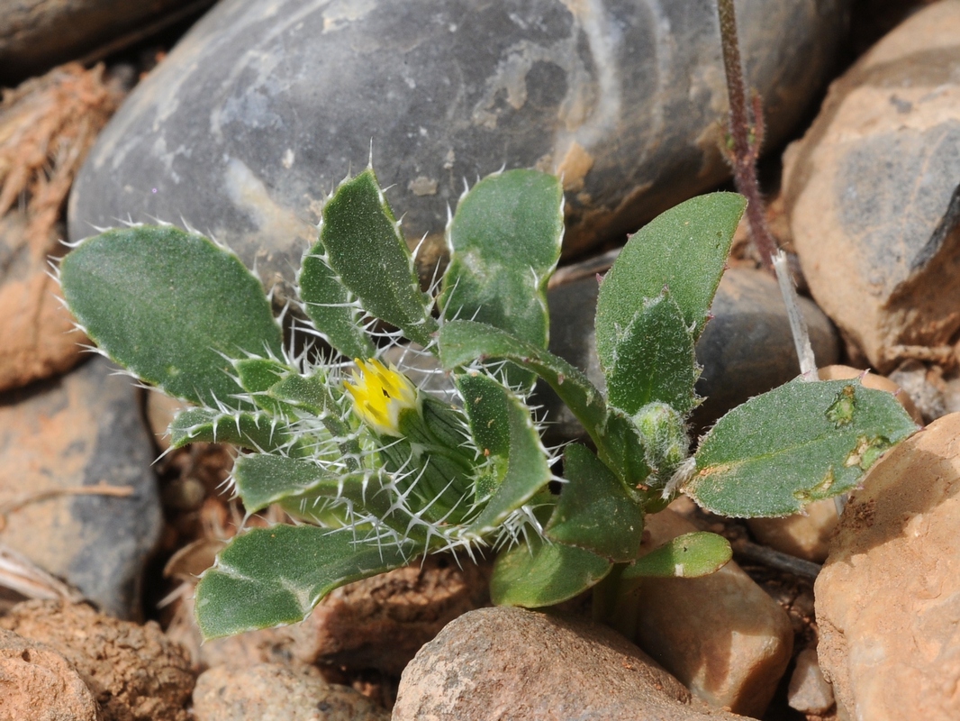 Image of Schischkinia albispina specimen.