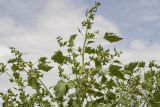 Xanthium strumarium