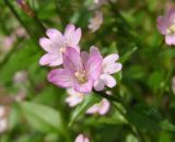 Epilobium hornemannii. Цветок. Магаданская обл., окр. г. Магадан, побережье бухты Нагаева, Морпортовская сопка, на моховой подушке у ручья. 07.07.2010.