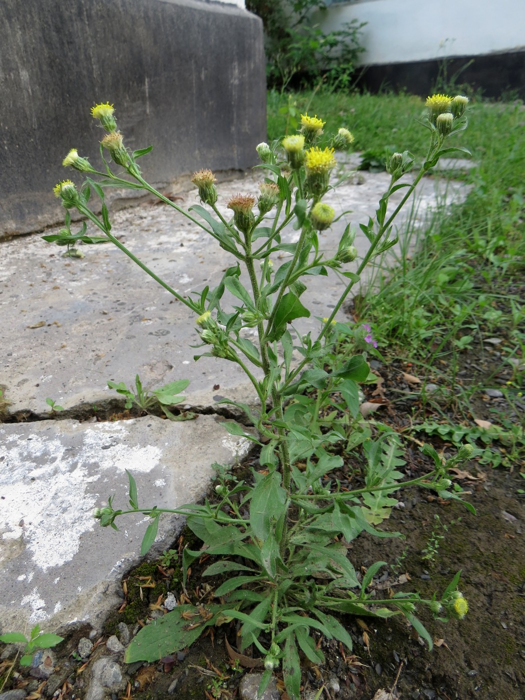 Изображение особи Erigeron khorassanicus.