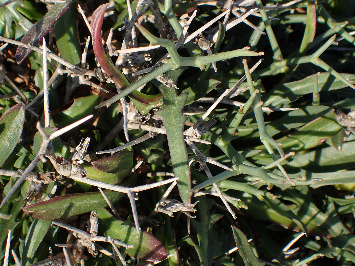 Изображение особи Cichorium spinosum.