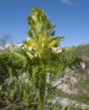 Pedicularis condensata. Верхушка цветущего растения. Кавказский биосферный заповедник, хр. Каменное Море, юго-восточный склон горы Нагой-Кош, ≈ 2050 м н.у.м., задернованные скалы. 13.06.2016.