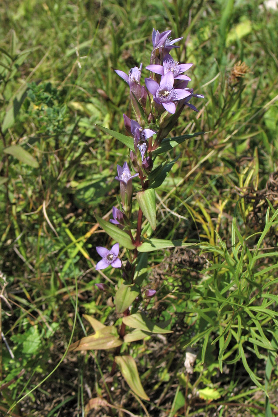 Image of Gentianella amarella specimen.