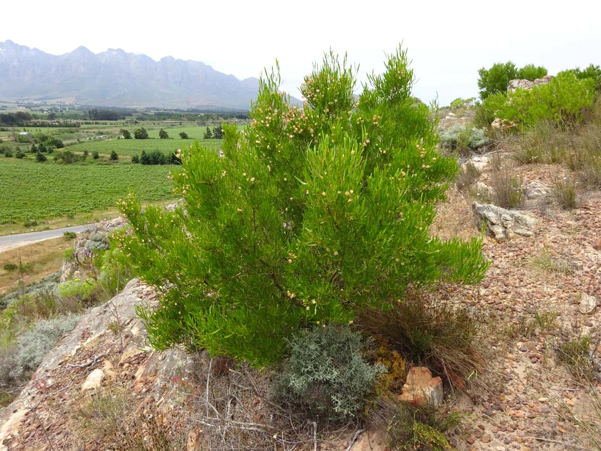 Изображение особи Dodonaea viscosa.