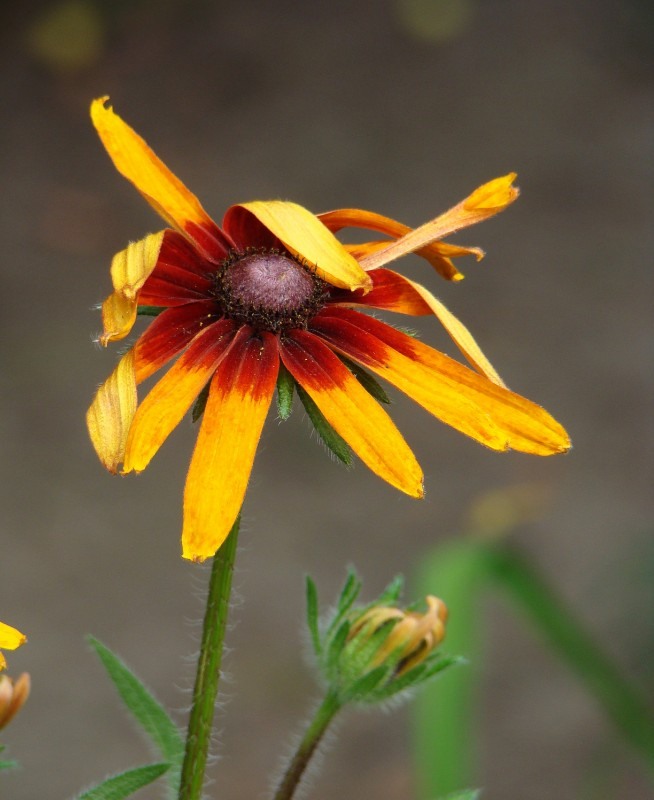 Image of Rudbeckia bicolor specimen.