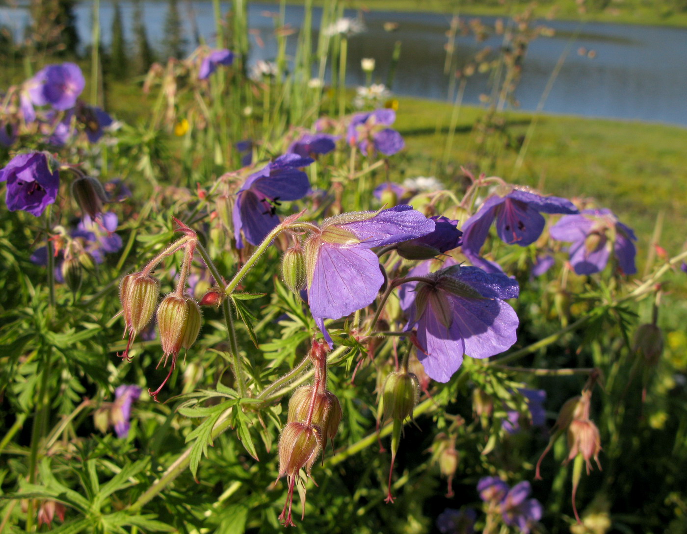 Изображение особи Geranium pratense ssp. sergievskajae.