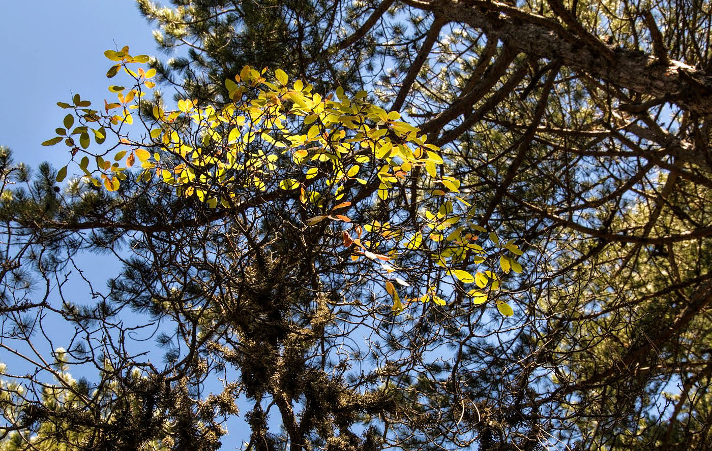 Image of Cotinus coggygria specimen.