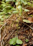 Mitella nuda