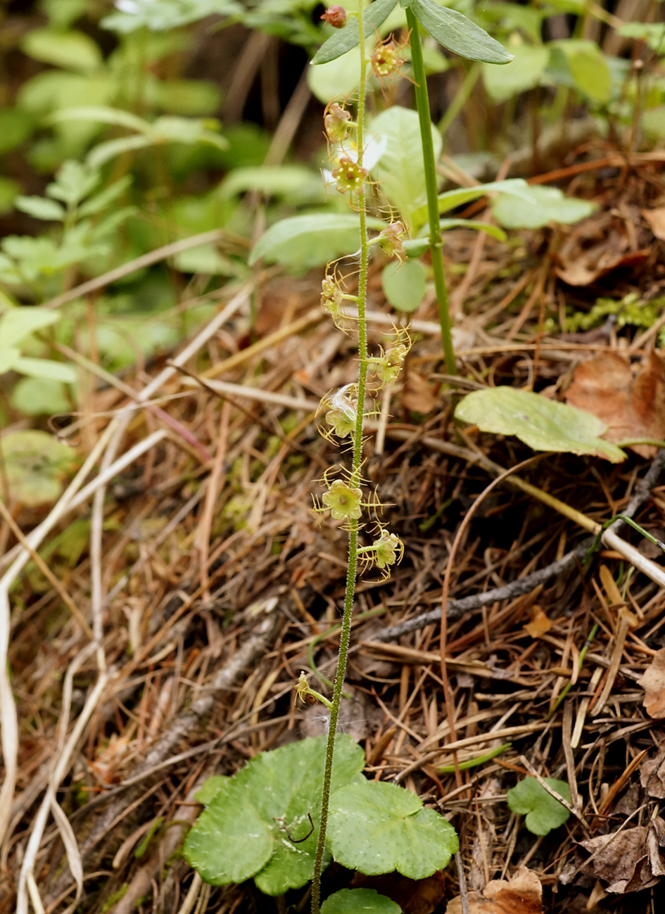 Image of Mitella nuda specimen.