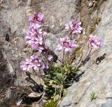 Arabis purpurea