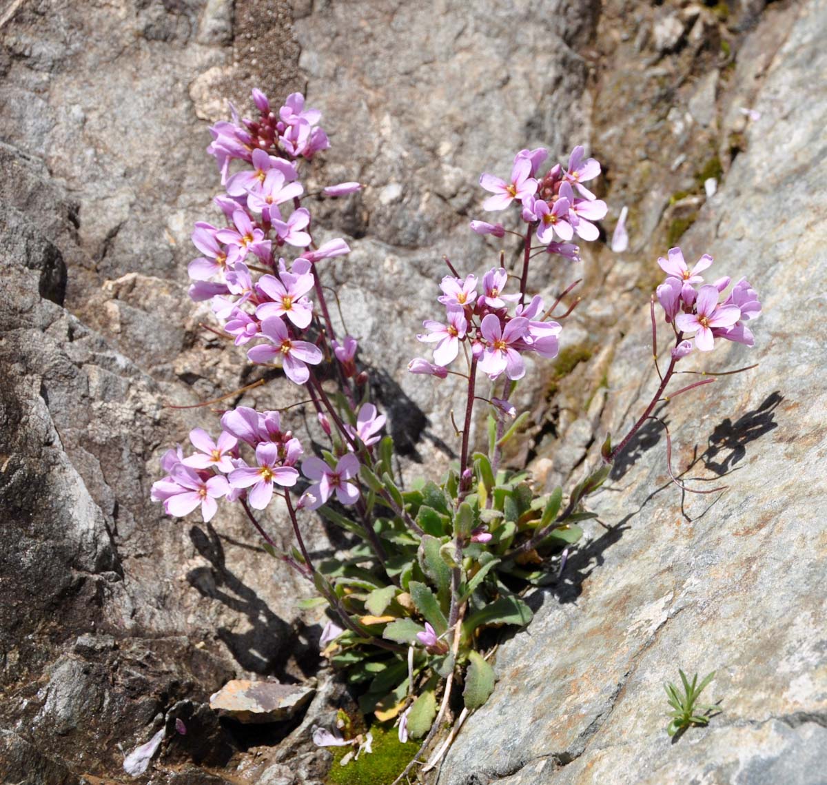 Image of Arabis purpurea specimen.