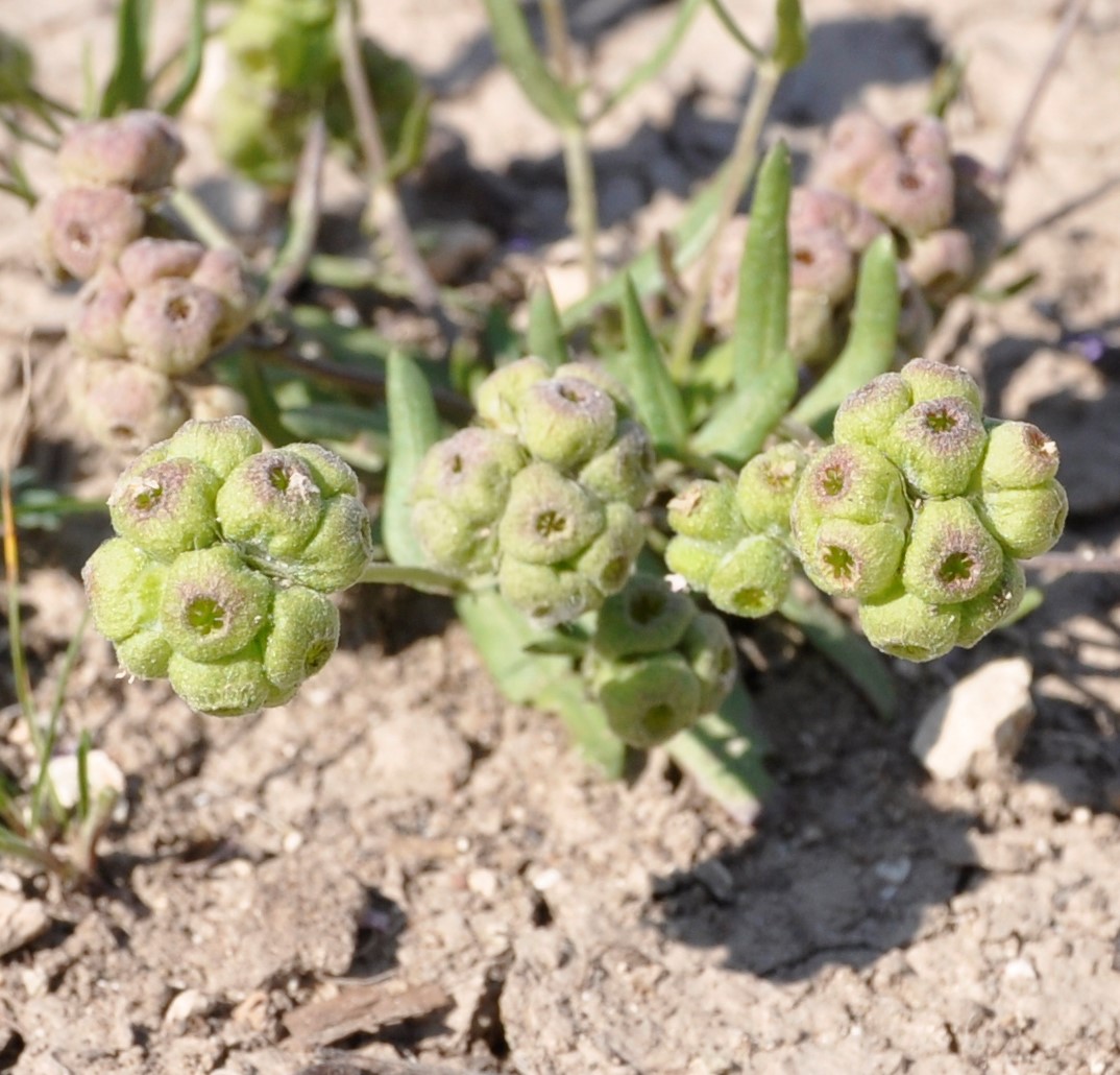 Изображение особи Valerianella vesicaria.