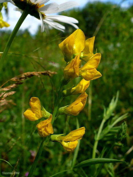 Изображение особи Lathyrus pratensis.