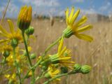 Senecio jacobaea