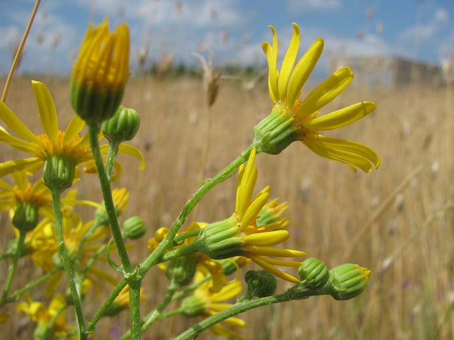 Изображение особи Senecio jacobaea.