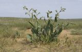 Lepidium cartilagineum. Зацветающее растение. Крым, Керченский п-ов, Приазовье, Осовинская степь, на периферии сопочного поля грязевого вулкана. 01.05.2019.