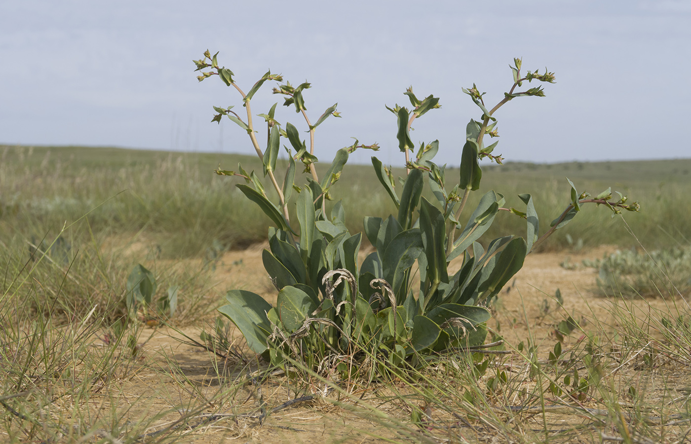 Image of Lepidium cartilagineum specimen.