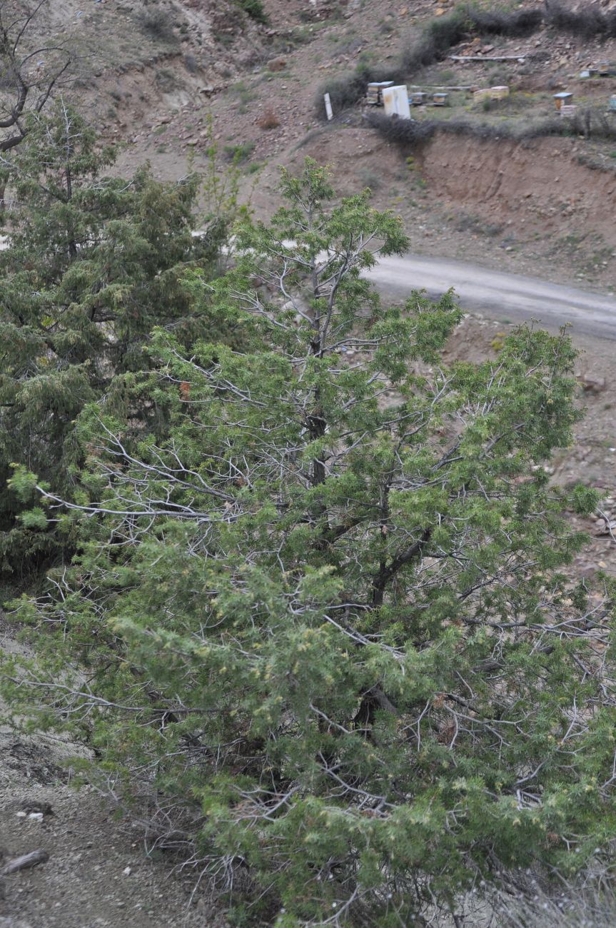 Изображение особи Juniperus deltoides.