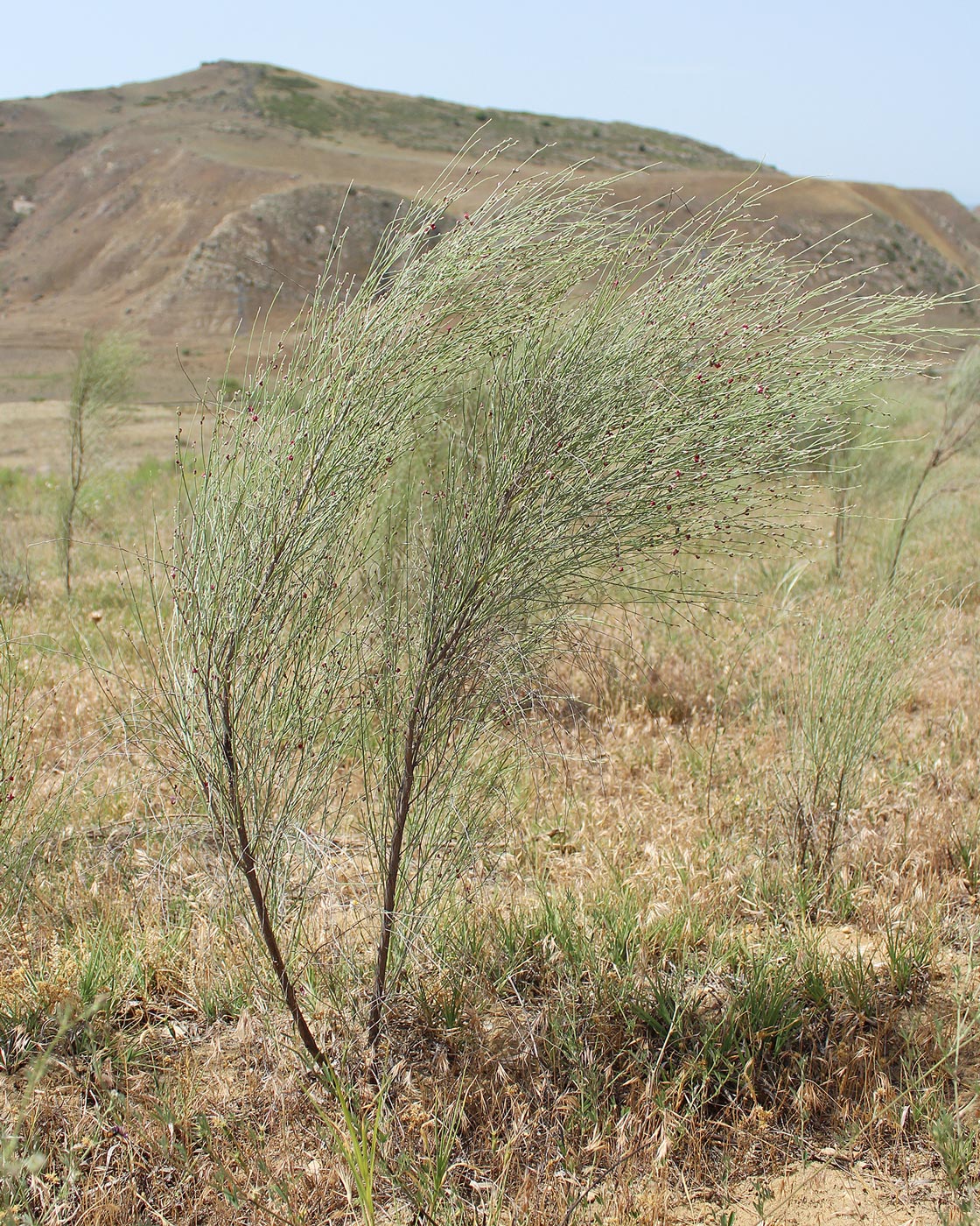 Image of Eremosparton aphyllum specimen.