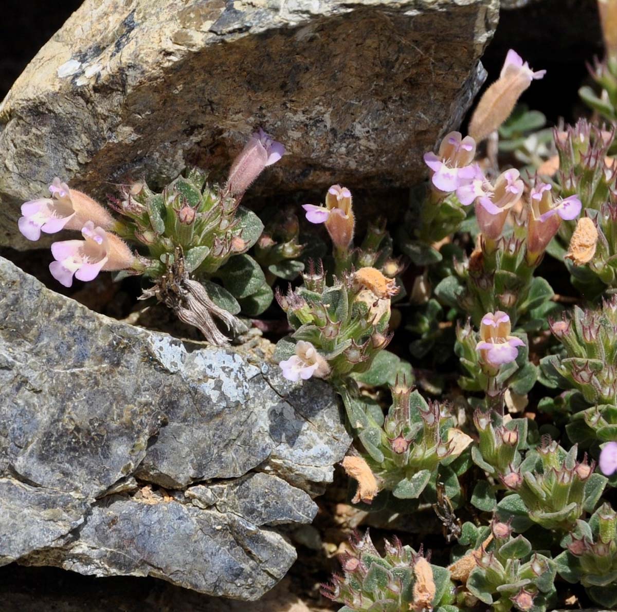 Image of Ziziphora troodi specimen.