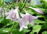 Hosta albomarginata