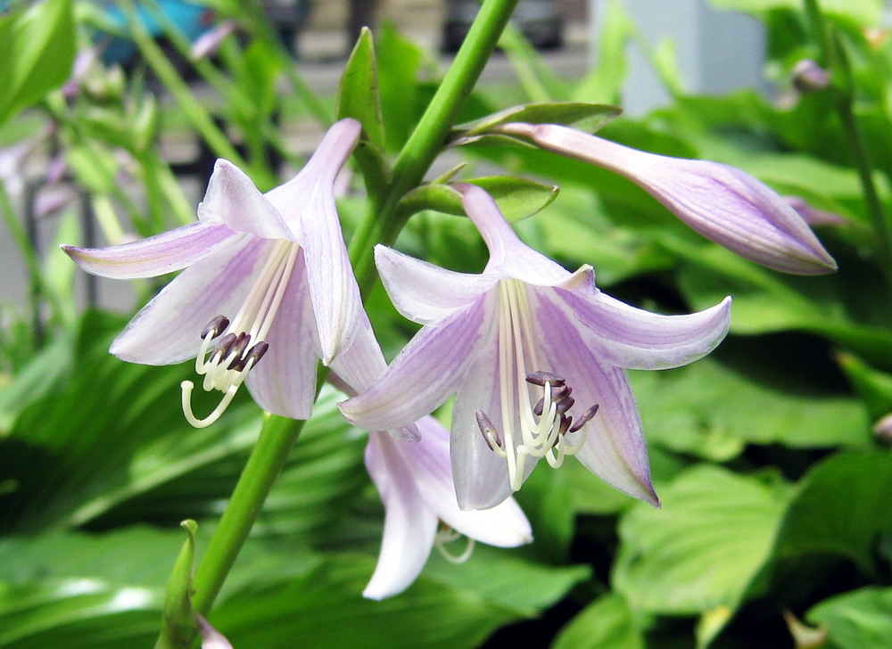 Image of Hosta albomarginata specimen.