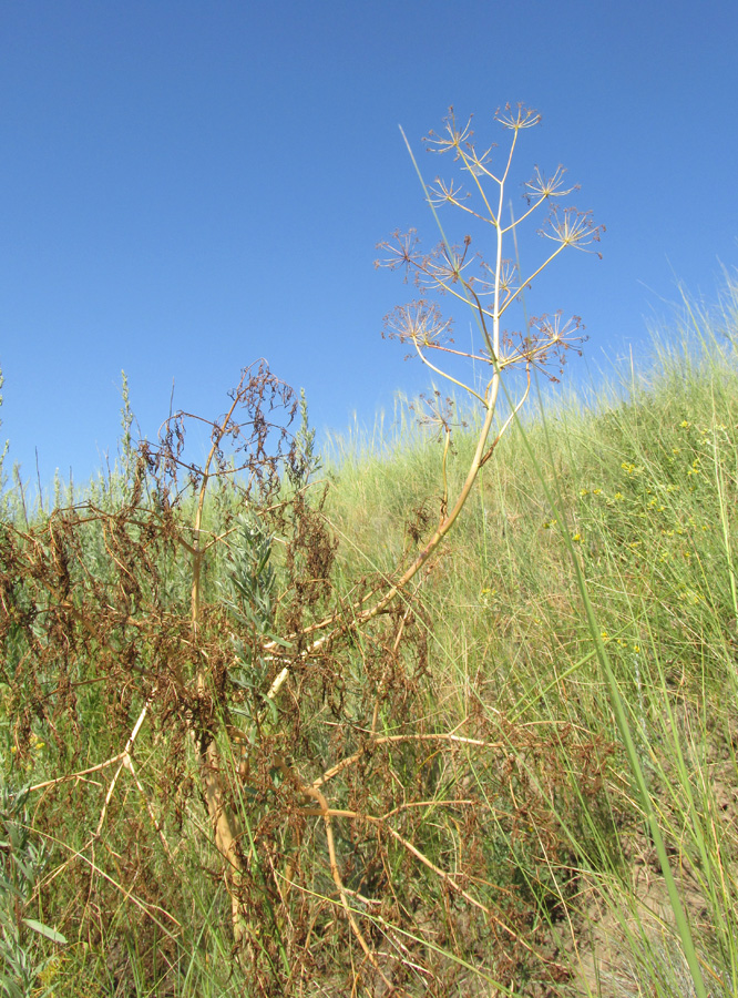 Изображение особи Ferula songarica.