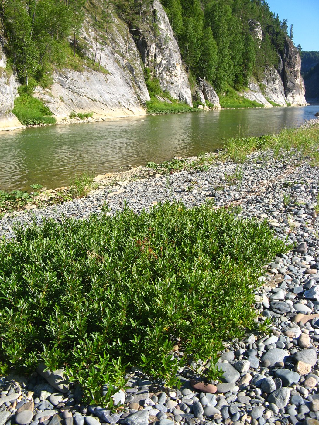 Image of Salix rhamnifolia specimen.