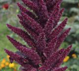 Amaranthus hypochondriacus