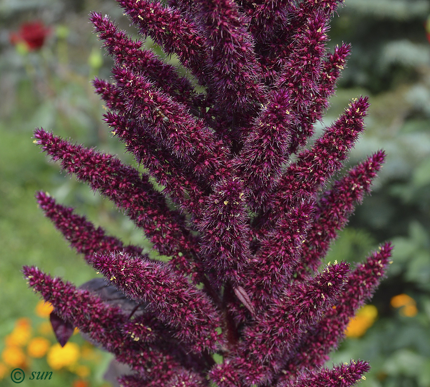 Изображение особи Amaranthus hypochondriacus.