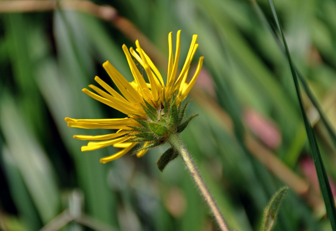 Image of Inula hirta specimen.