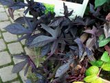 Ipomoea batatas