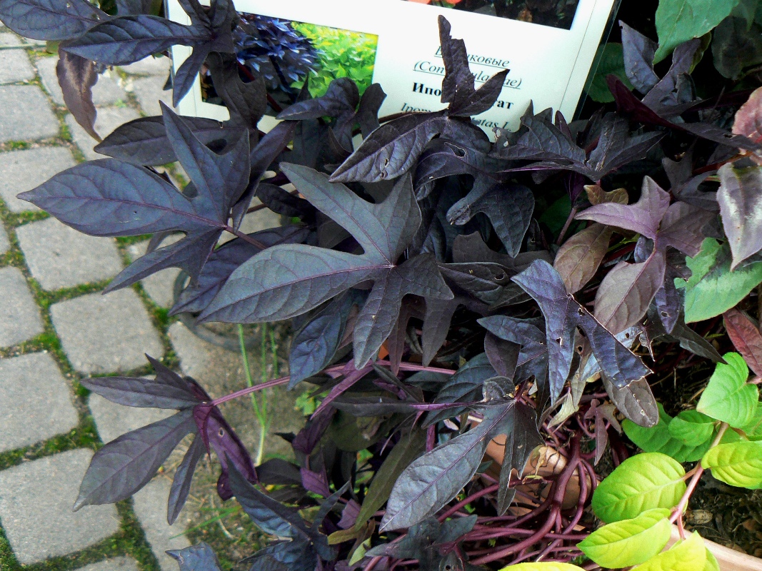 Image of Ipomoea batatas specimen.