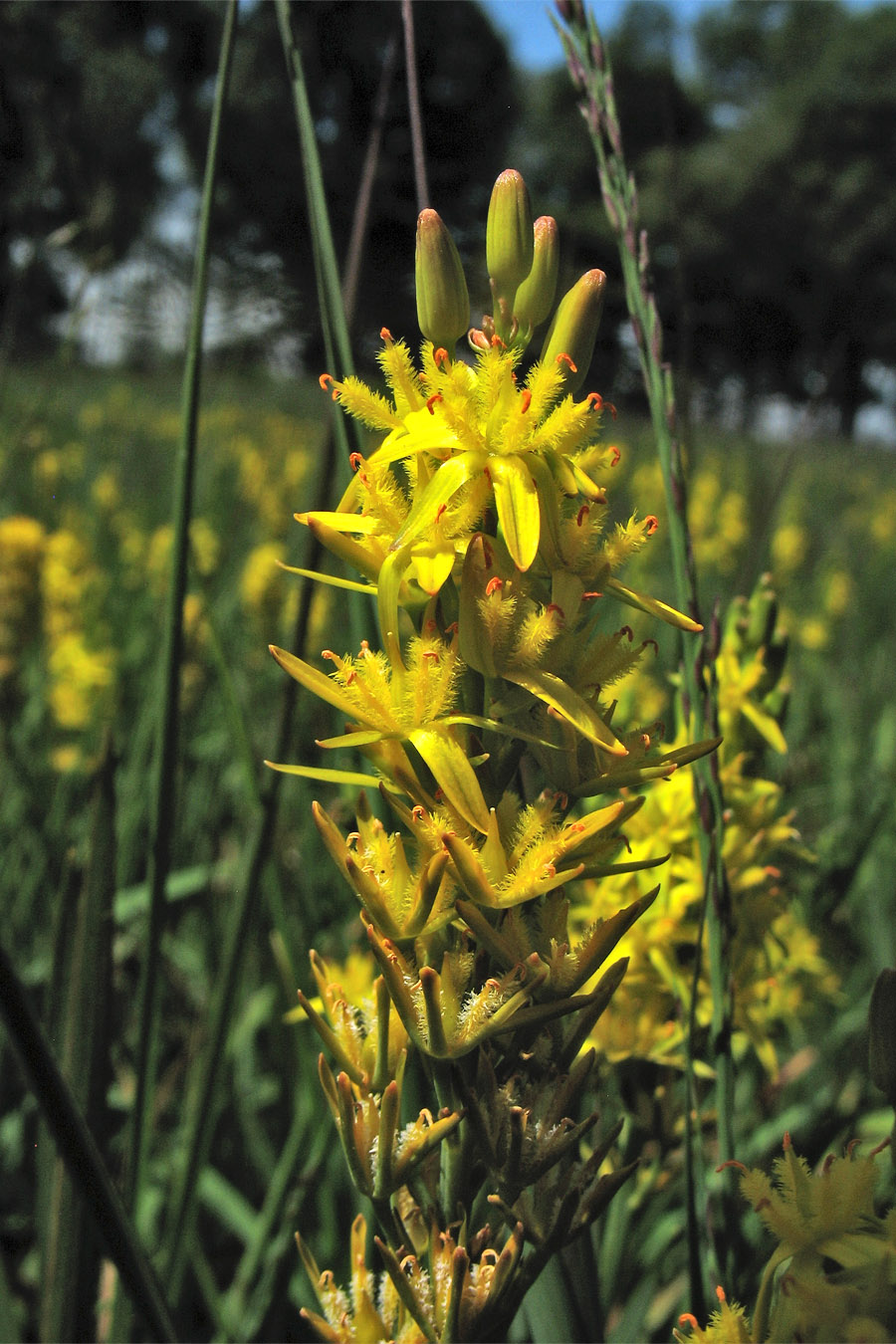 Image of Narthecium ossifragum specimen.