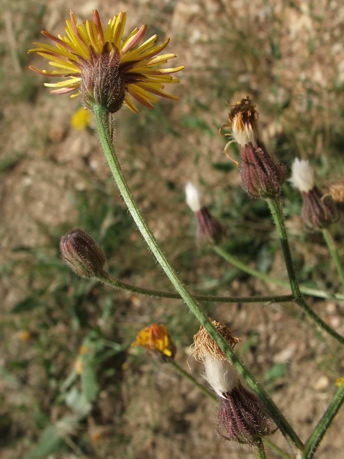 Изображение особи Crepis rhoeadifolia.