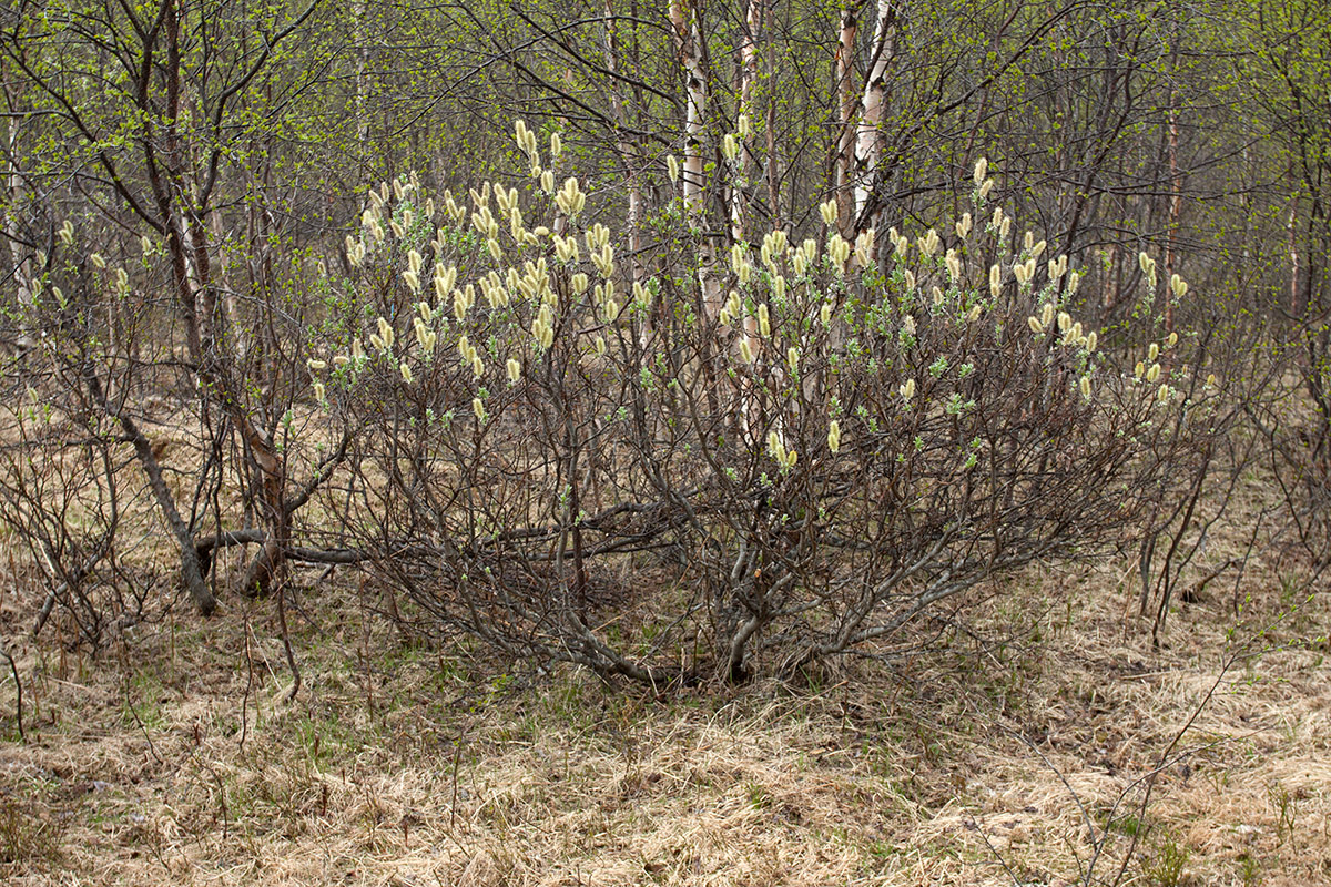 Image of Salix lanata specimen.