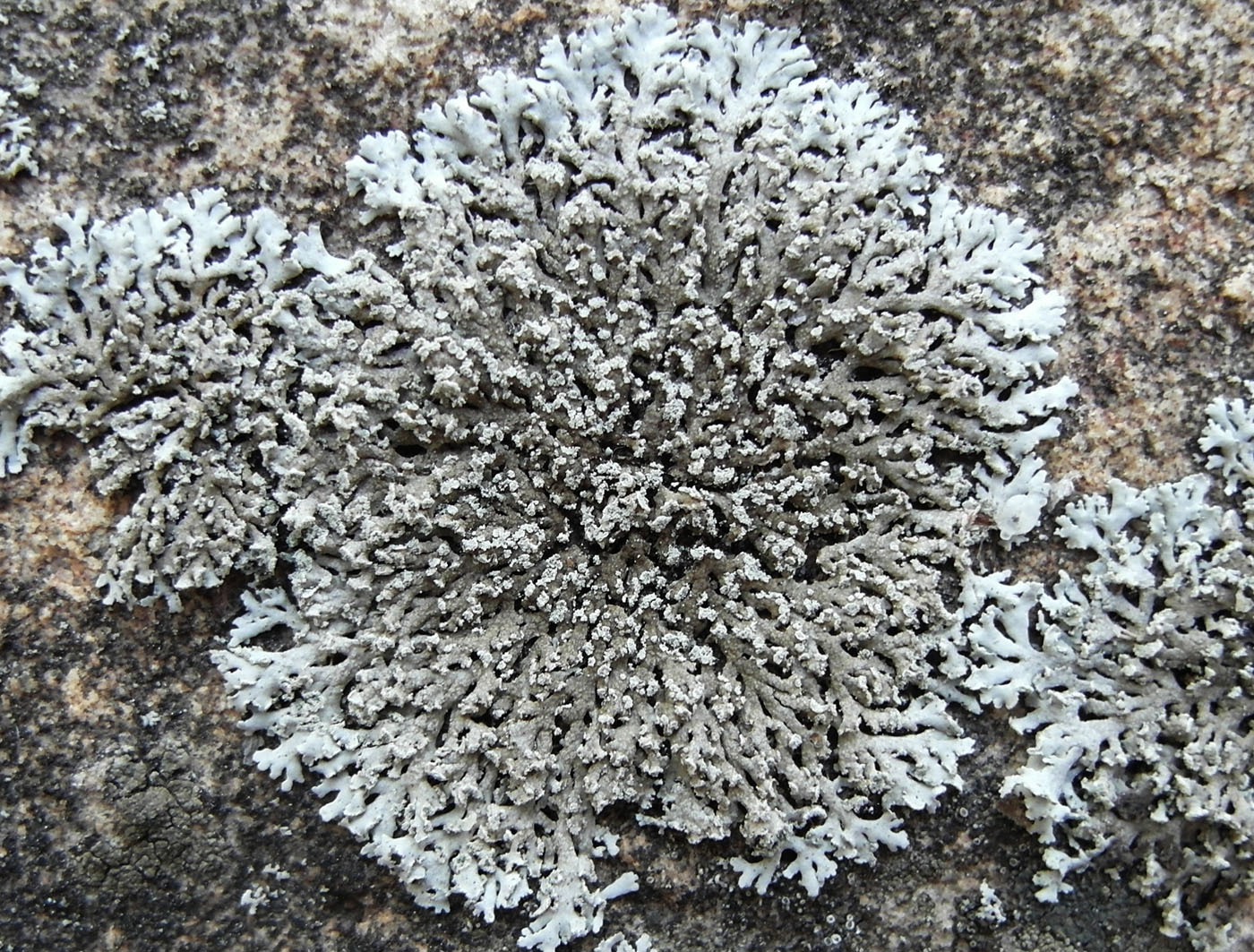 Image of Physcia dubia specimen.