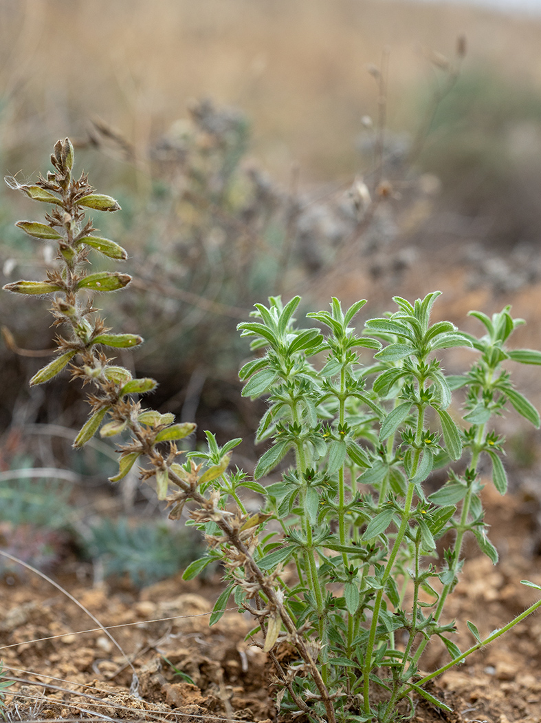 Image of Sideritis montana specimen.